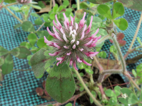 Image of rose clover