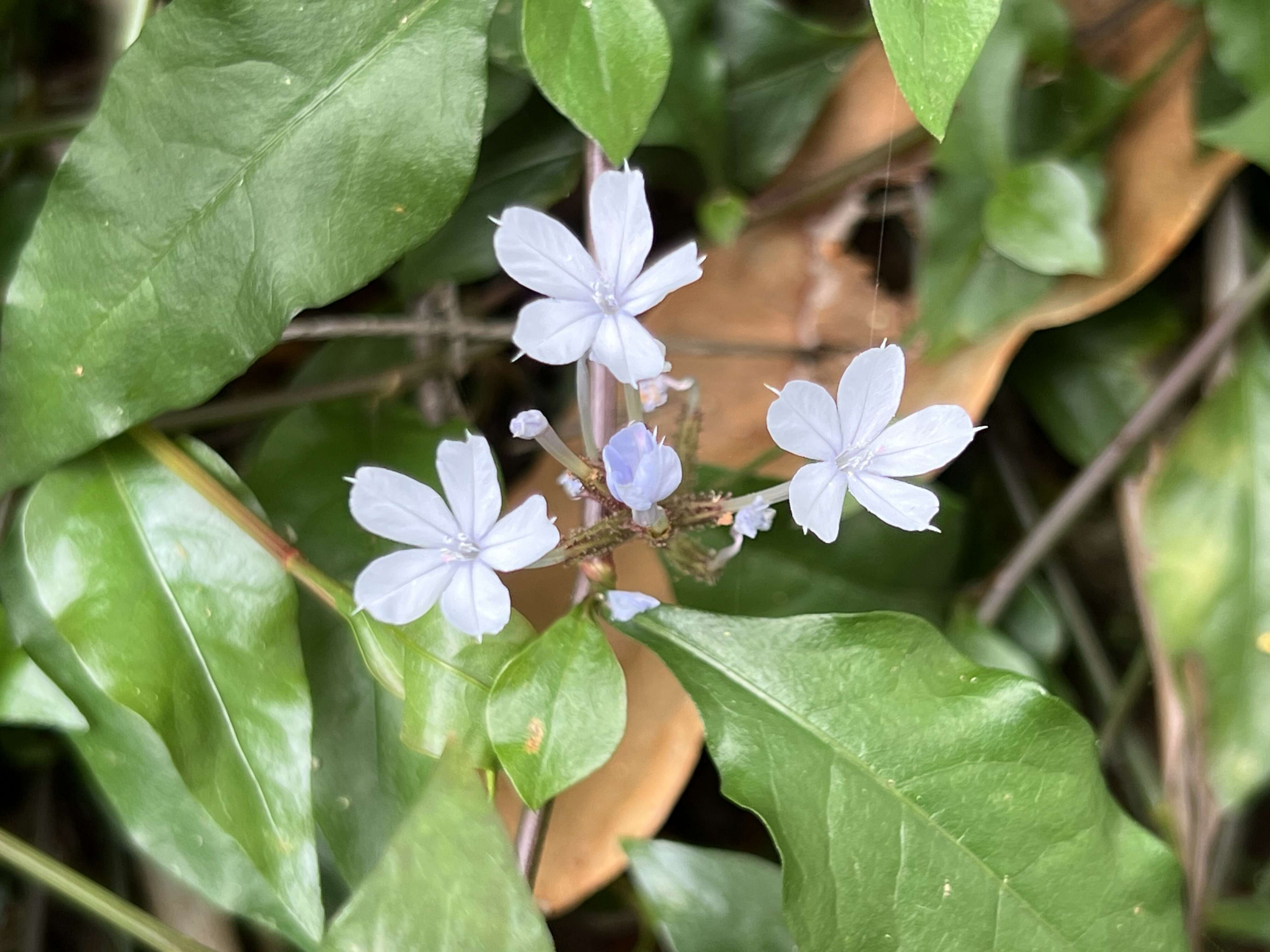 Image of wild leadwort