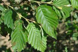 Image of alder