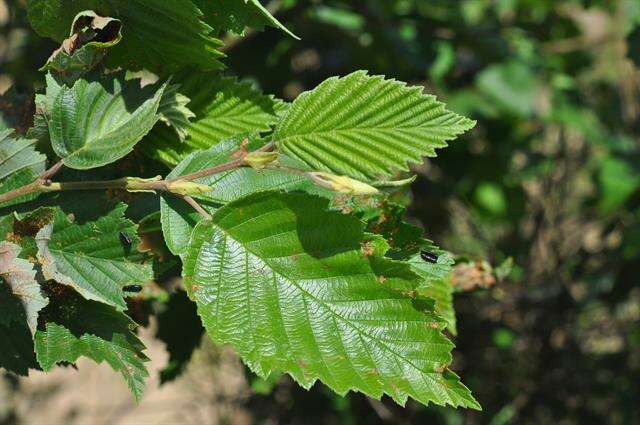 Image of alder