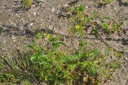 Image of downy cinquefoil