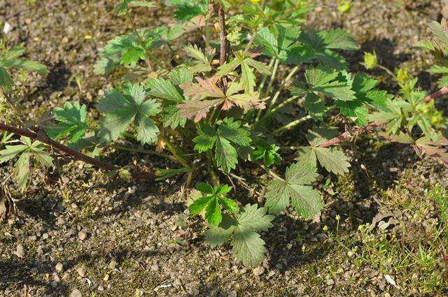 Image of downy cinquefoil