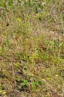 Image of downy cinquefoil