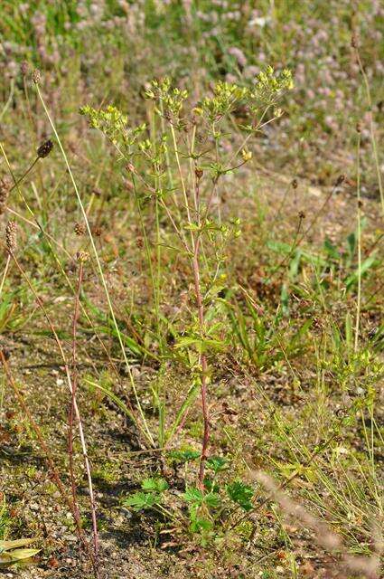 Image of downy cinquefoil