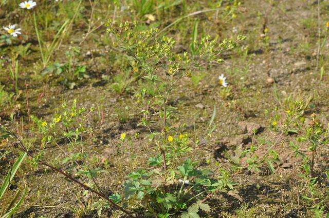 Image of downy cinquefoil