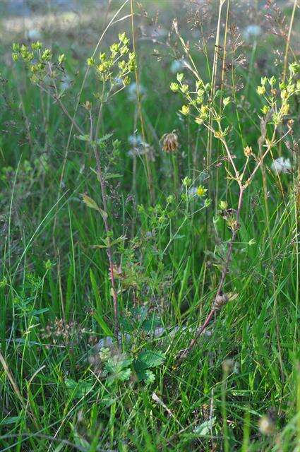 Image of downy cinquefoil