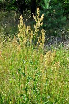 Image of Narrow-Leaf Sorrel