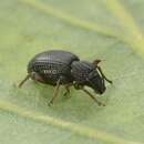 Image of Strawberry Root Weevil