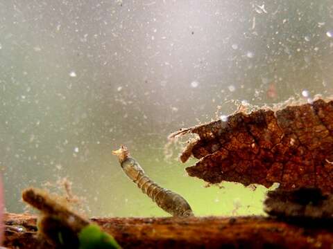 Image of black flies