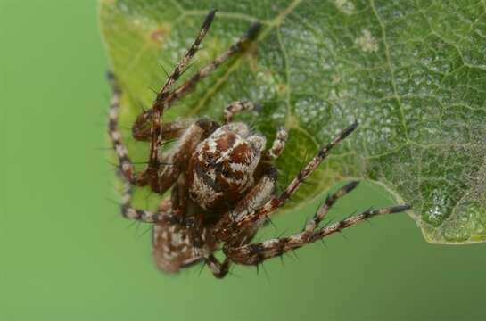 Image of lynx spider