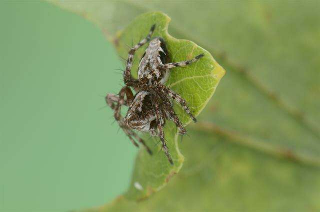 Image of lynx spiders