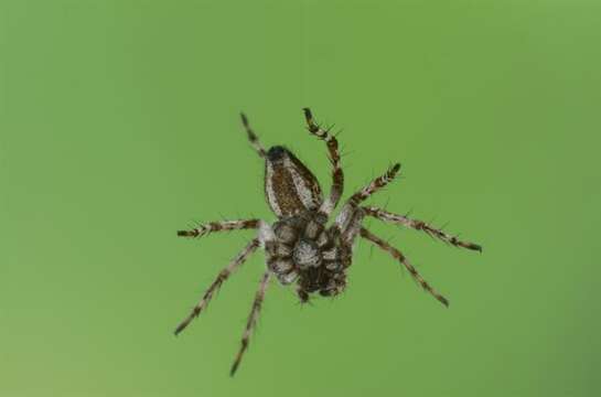 Image of lynx spider