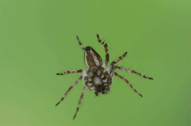 Image of lynx spiders