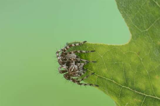 Image of lynx spider