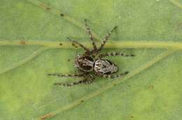 Image of lynx spiders