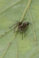 Image of lynx spiders