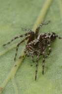 Image of lynx spiders