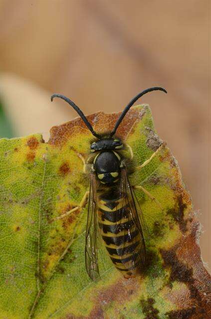 Image of Yellowjackets