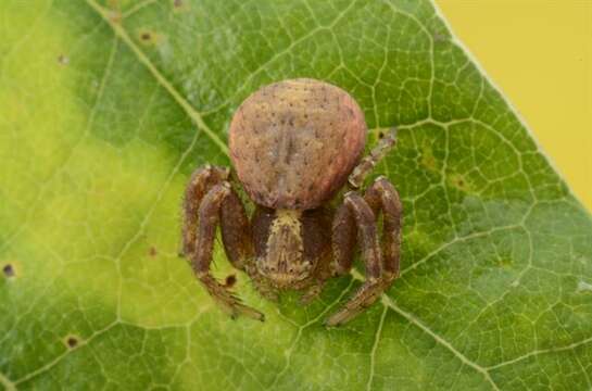 Слика од Xysticus lanio C. L. Koch 1835