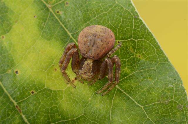 Sivun Xysticus lanio C. L. Koch 1835 kuva