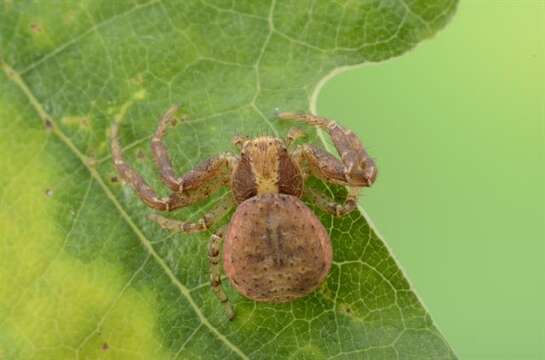 Слика од Xysticus lanio C. L. Koch 1835