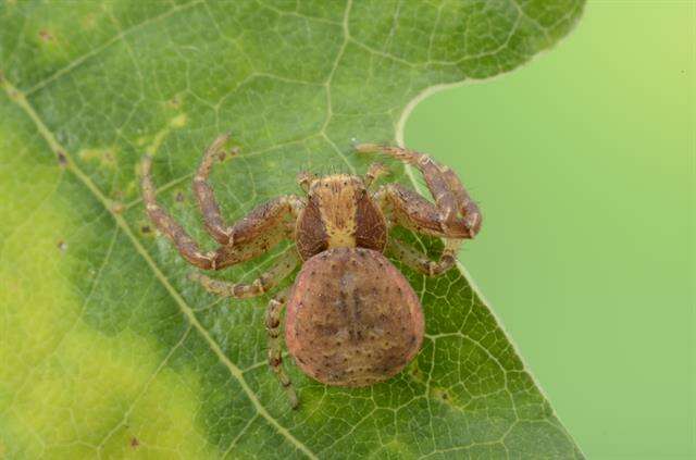 Sivun Xysticus lanio C. L. Koch 1835 kuva