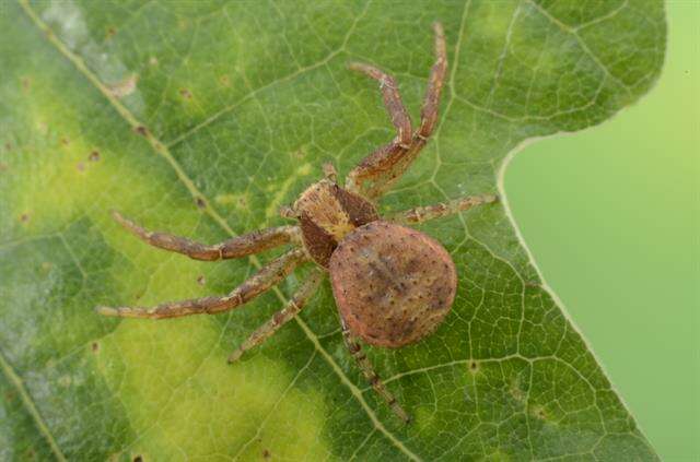 Sivun Xysticus lanio C. L. Koch 1835 kuva