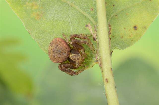 Image of Xysticus lanio C. L. Koch 1835