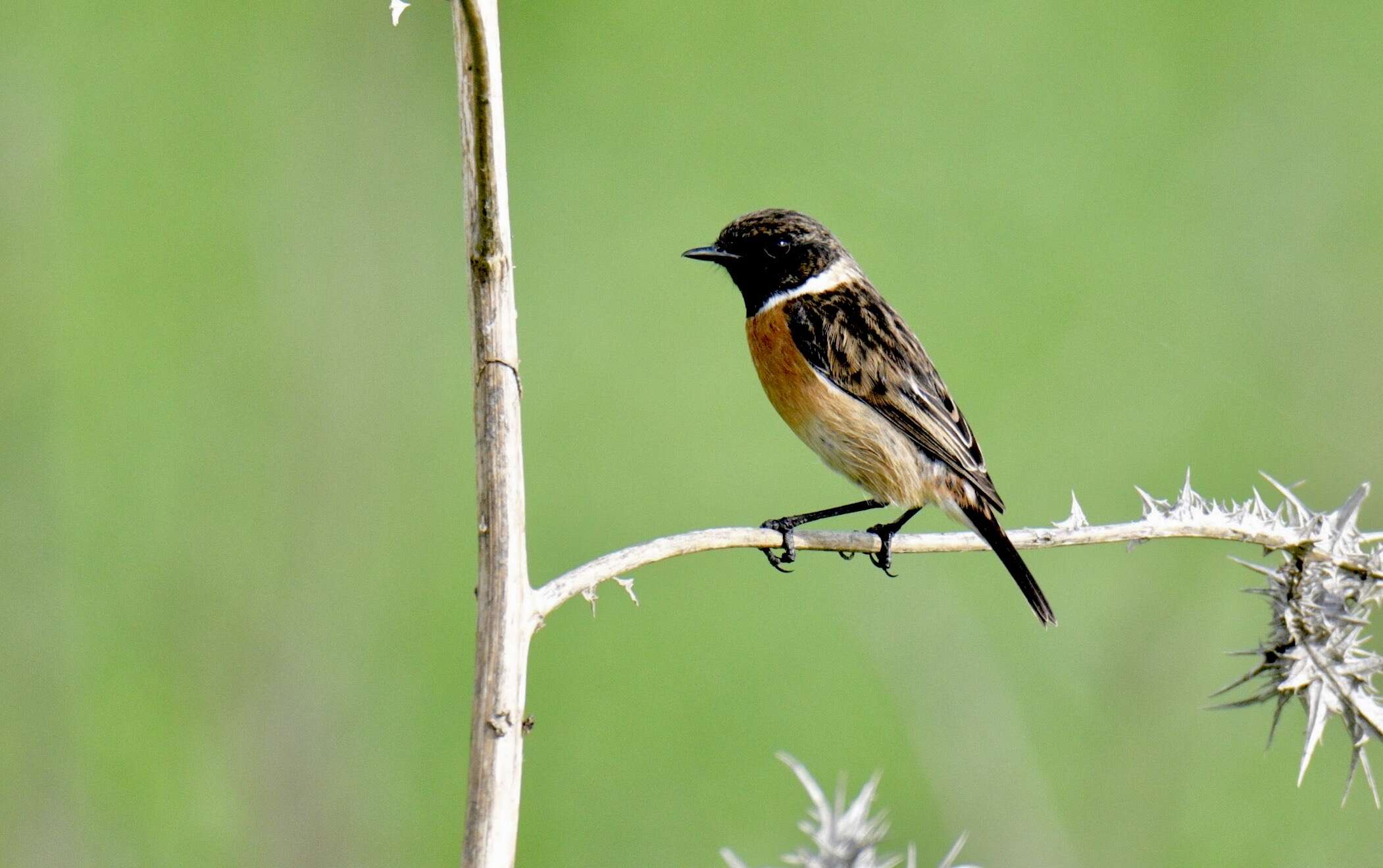 Image of African Stonechat