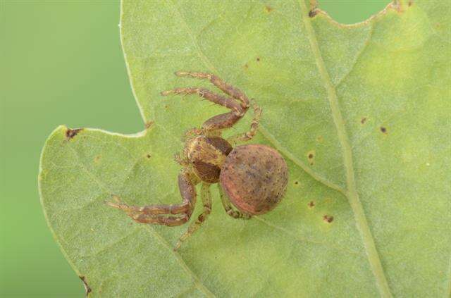 Слика од Xysticus lanio C. L. Koch 1835