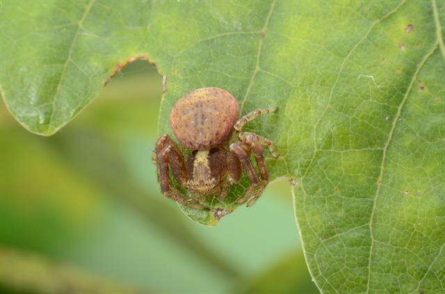 Слика од Xysticus lanio C. L. Koch 1835