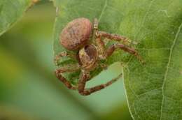 Слика од Xysticus lanio C. L. Koch 1835