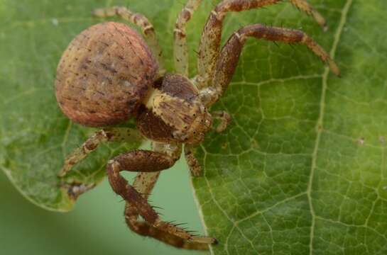 Слика од Xysticus lanio C. L. Koch 1835