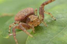 Image of Xysticus lanio C. L. Koch 1835