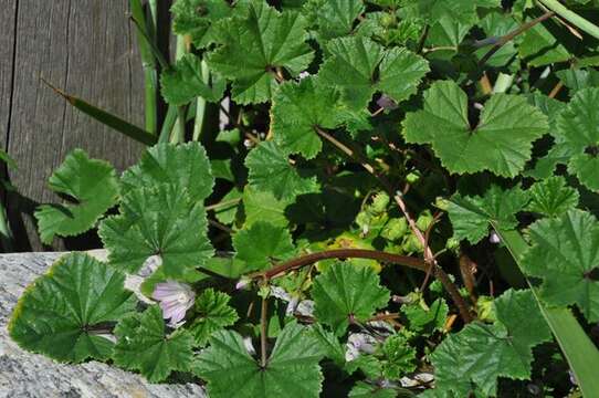 Image of mallow