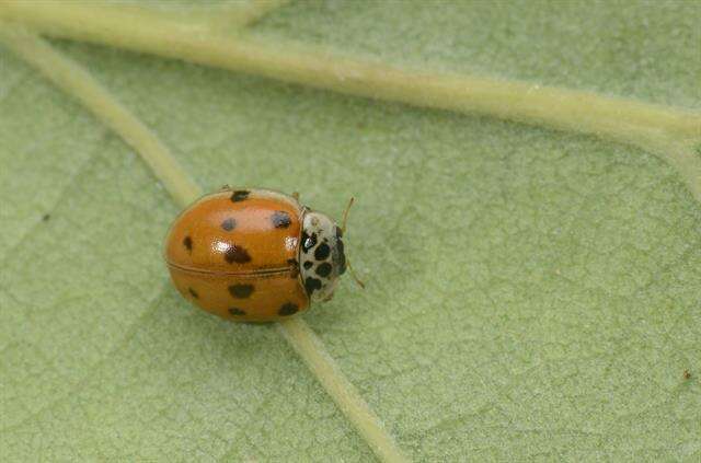 صورة <i>Adalia decempunctata</i>