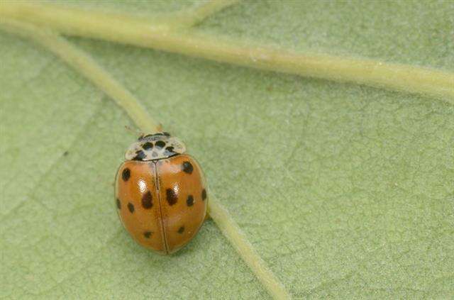 صورة <i>Adalia decempunctata</i>