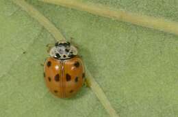 صورة <i>Adalia decempunctata</i>