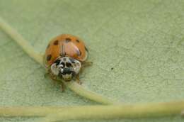 صورة <i>Adalia decempunctata</i>