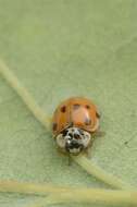 صورة <i>Adalia decempunctata</i>