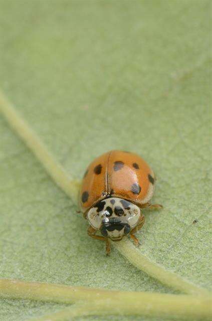 صورة <i>Adalia decempunctata</i>