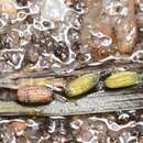 Image of Narrow-leaved eelgrass