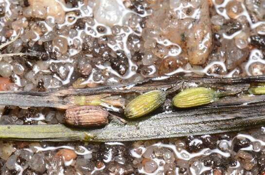 Image of eelgrass family