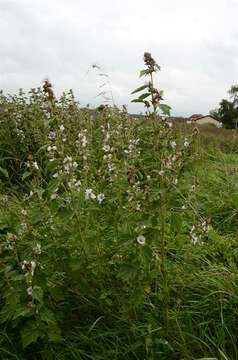 Image of marshmallow