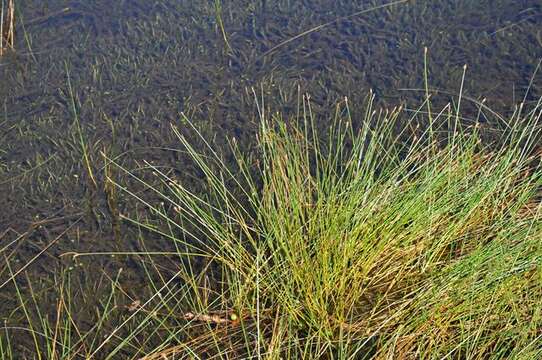 Image of Eleocharis multicaulis (Sm.) Desv.