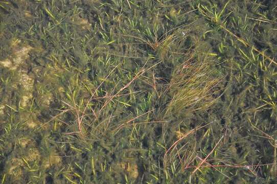 Juncus bulbosus L. resmi