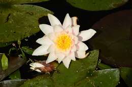 Image of waterlily