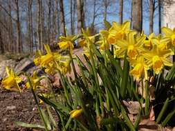 Image of Narcissus cyclamineus DC.