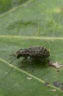 Image of Clover Root Weevil