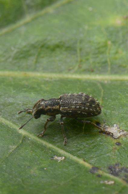 Image of Clover Root Weevil